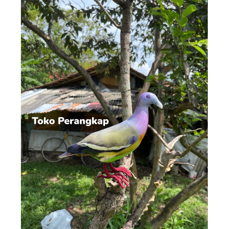 Jontrot Pemikat Burung Punai Gading Betina