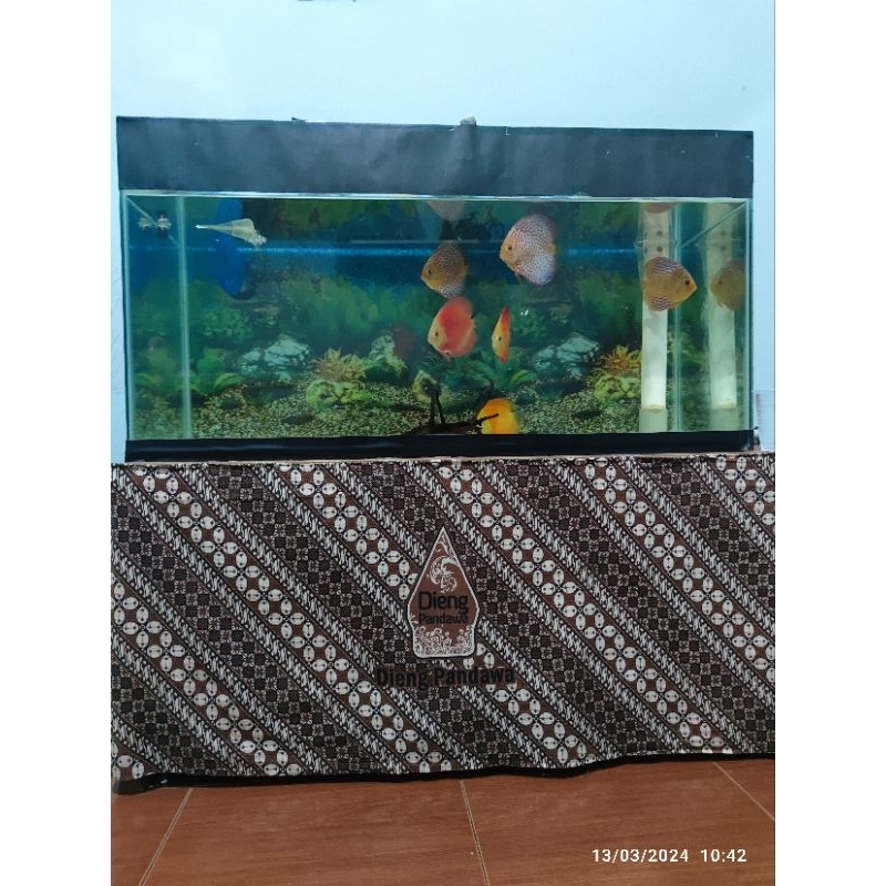 Indukan Ikan Discus dan Aquarium 100 cm x 40 cm