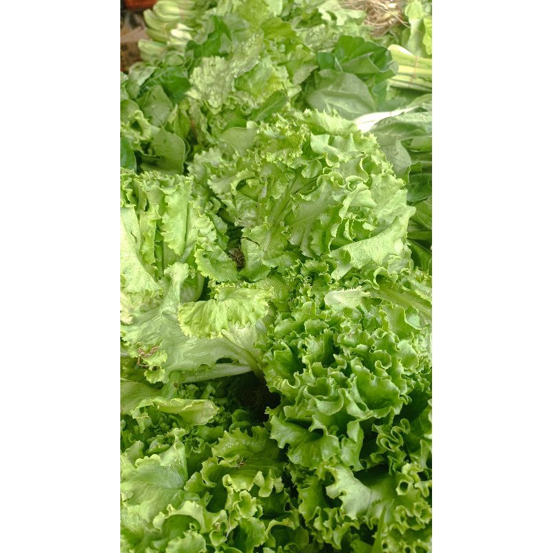 

Sayur Selada Segar Pontianak
