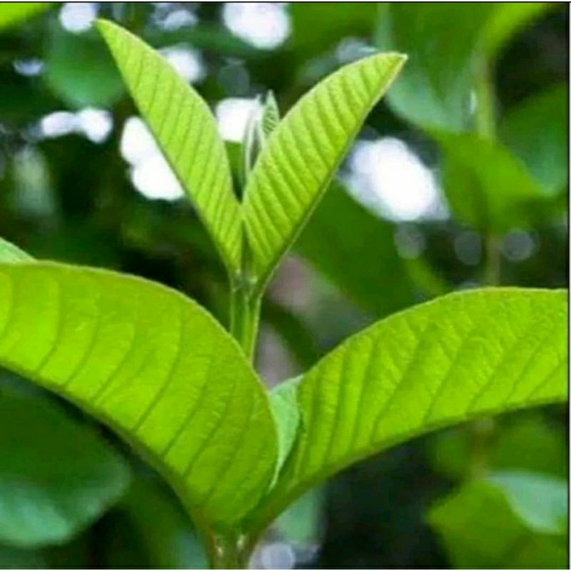 

Daun jambu biji baru petik setelah di order fresh 500gr murah