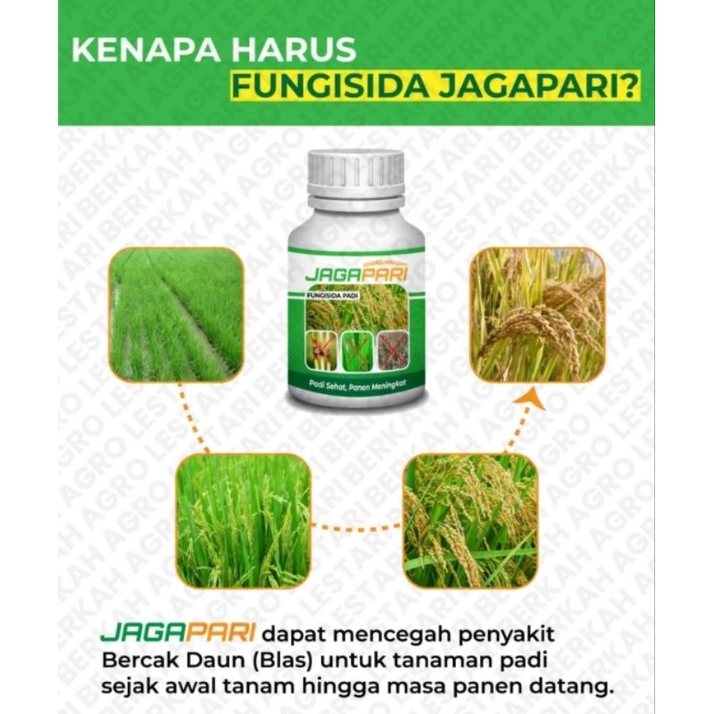Pupuk Jagapari Fungisida Untuk Hama Tanaman padi Dan meningkatkan hasil Panen
