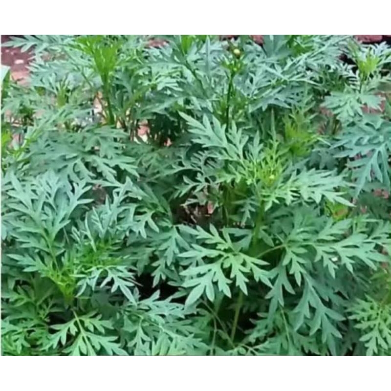 

BIBIT KENIKIR/BIBIT SAYUR KENIKIR