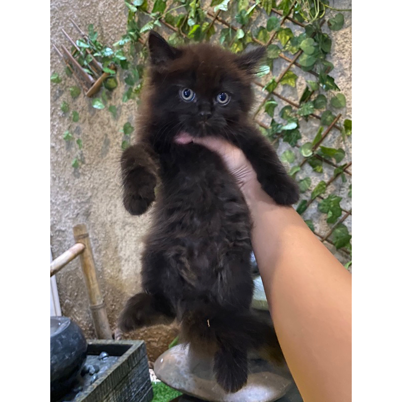 KUCING KITTEN PERSIA HITAM