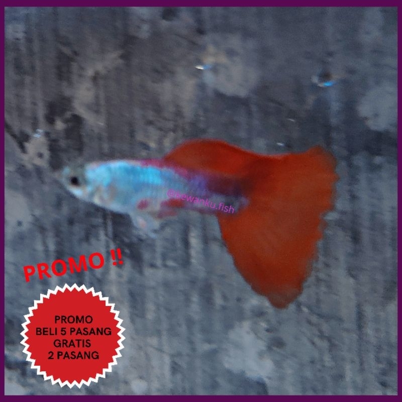 

Guppy Platinum Red Tail PRT Sepasang