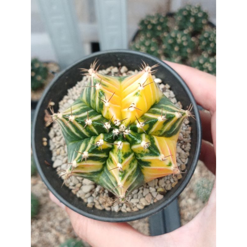 Gymnocalycium Hybrid Pink Diamond x Pink Diamond | Kaktus | Gymno | Miha | Variegata