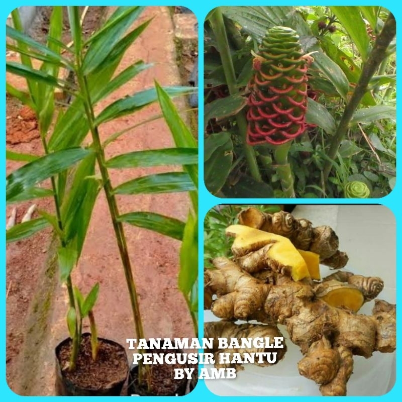 Bibit Bangle Tanaman Bangle Pohon Bangle Tanaman Obat Bangle