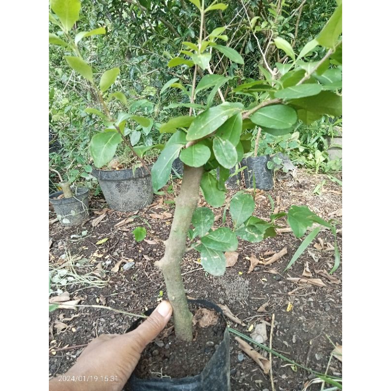 sianci / chery Barbados.