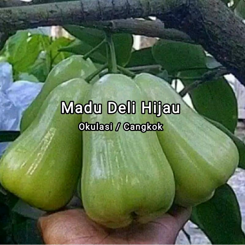 Bibit Jambu Air Madu Deli Hijau