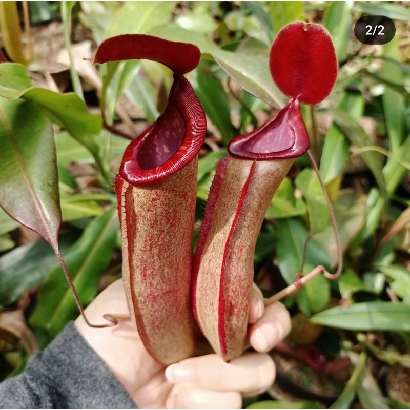 

thorelii hybrid