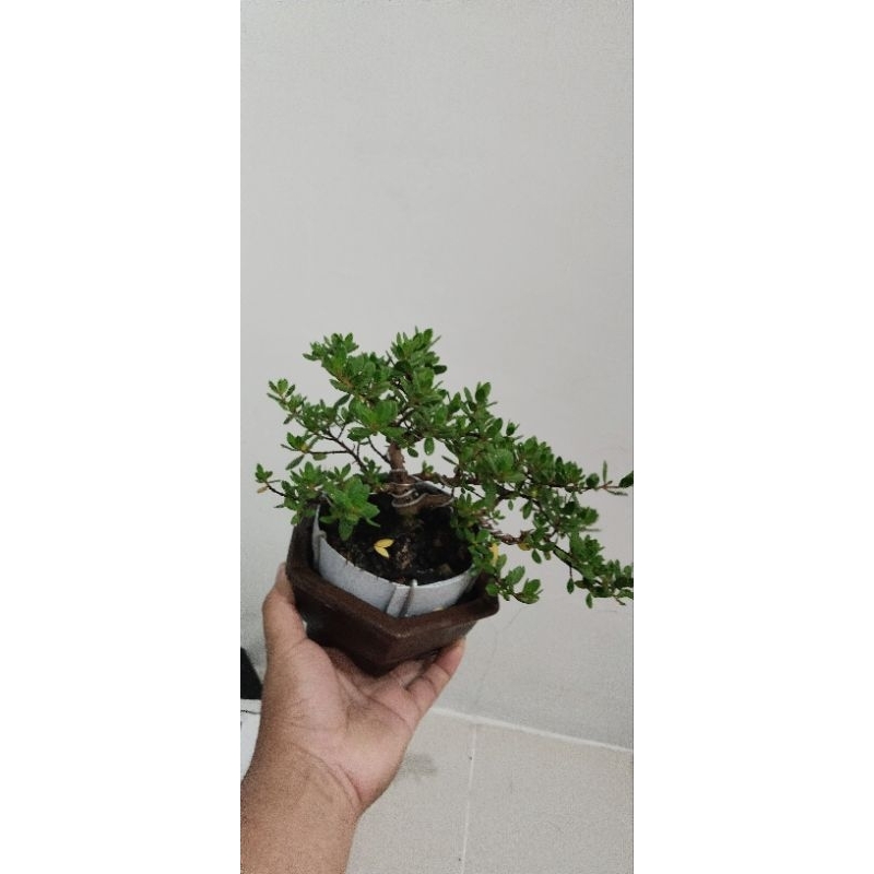 bonsai santigi proses siap kontes