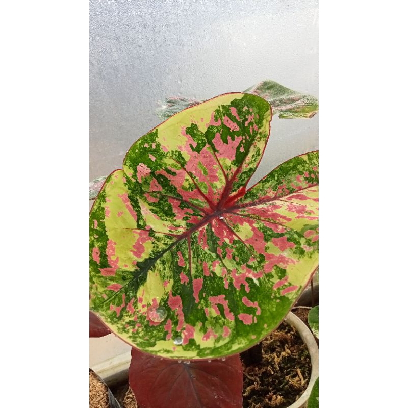 caladium/keladi bulat varigata