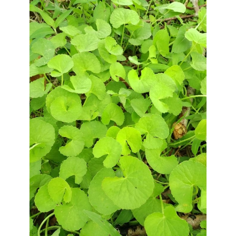 DAUN PEGAGAN SEGAR KHUSUS DAUN 100 GRAM / DAUN PEGAGAN