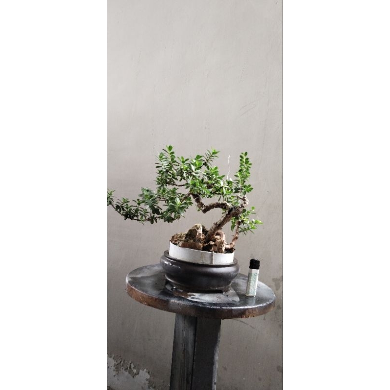 Bonsai santigi karang varian mawar