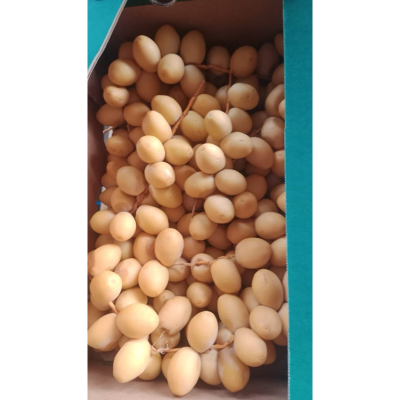 

kurma muda / kurma ruthob