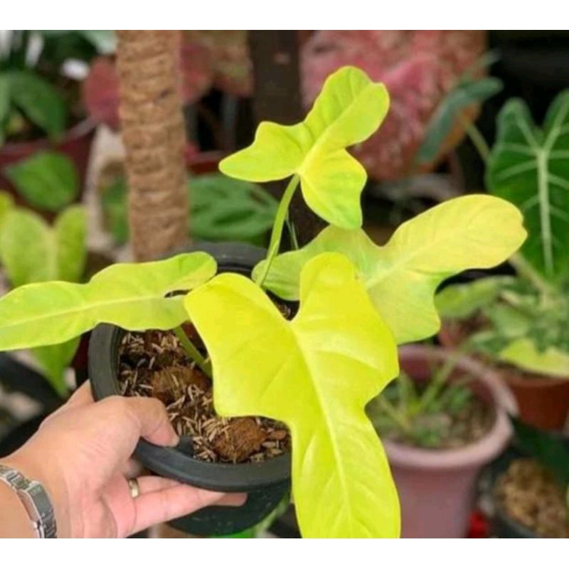 philodendron violin golden
