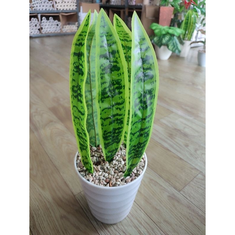 TANAMAN HIAS LIDAH MERTUA PLASTIK