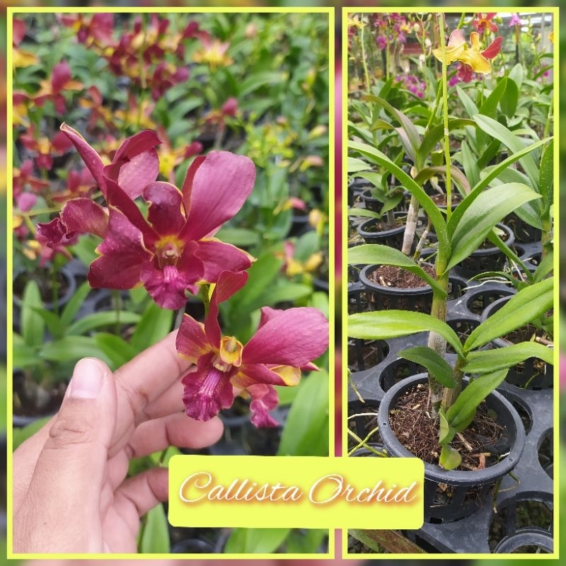 Anggrek Dendrobium Mored X Bertachong
