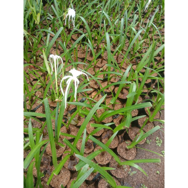 bibit tanaman bakung/ bunga Bakung
