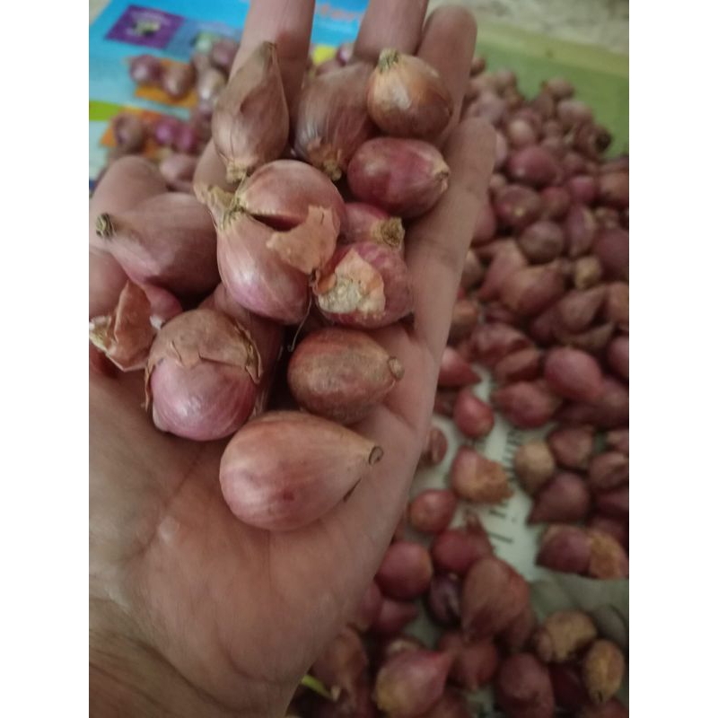 

Bawnag merah bresbes kering