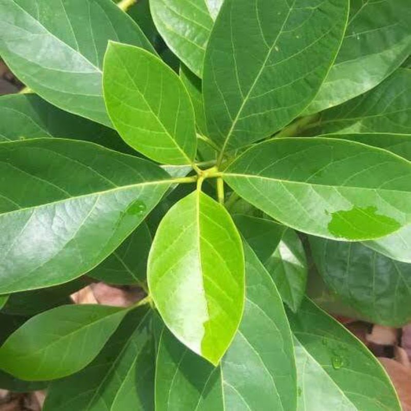 

Daun Alpukat SEGAR