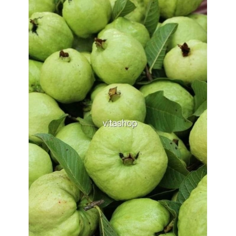 

JAMBU KRISTAL FRESH 1kg
