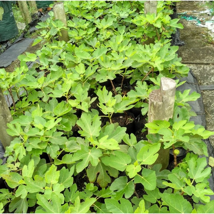 Bibit tanaman bnuah tin black genoa okulasi cepat berbuah dalam pot super