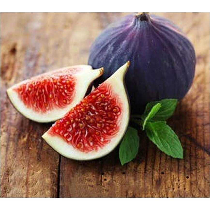 Bibit tanaman buah tin purple okulasi cepat berbuah dalam pot