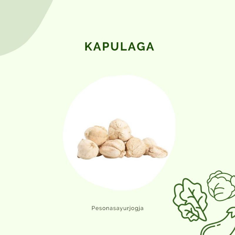 

Kapulaga - Pesona sayur jogja