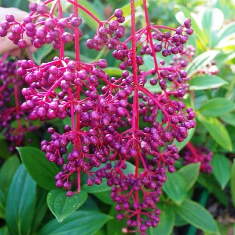 Tanaman Buah Parijoto Rimbun (sudah berbuah)