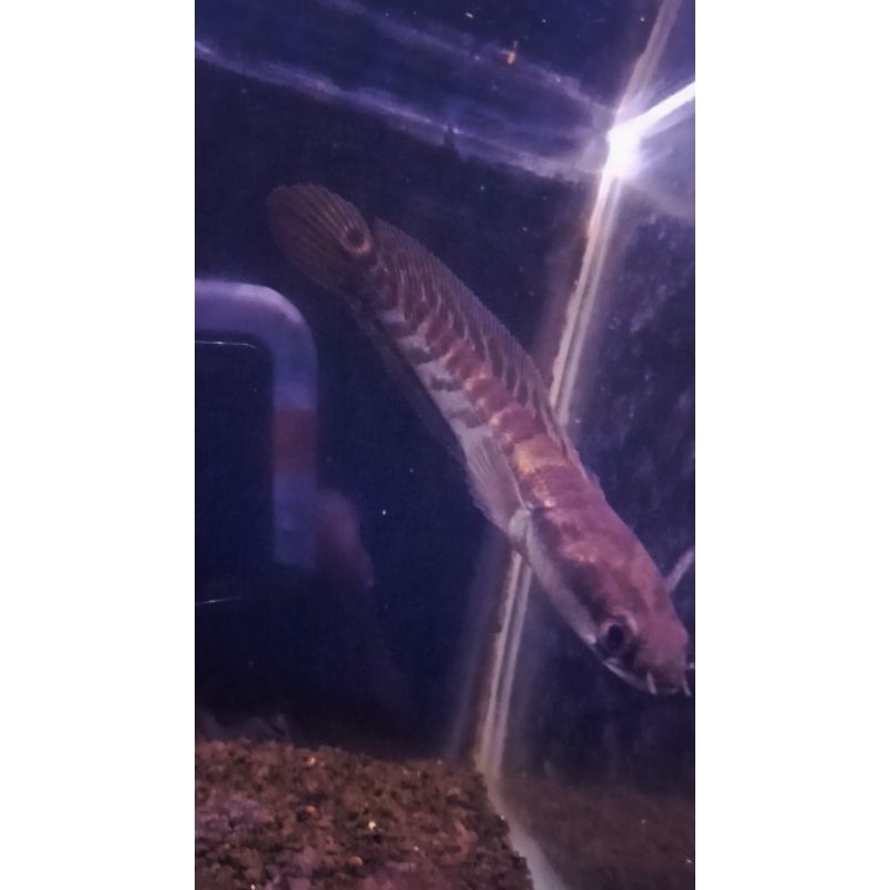 replika channa ys 10-13cm