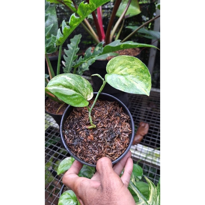SCINDAPSUS JADESATIN VARIGATA