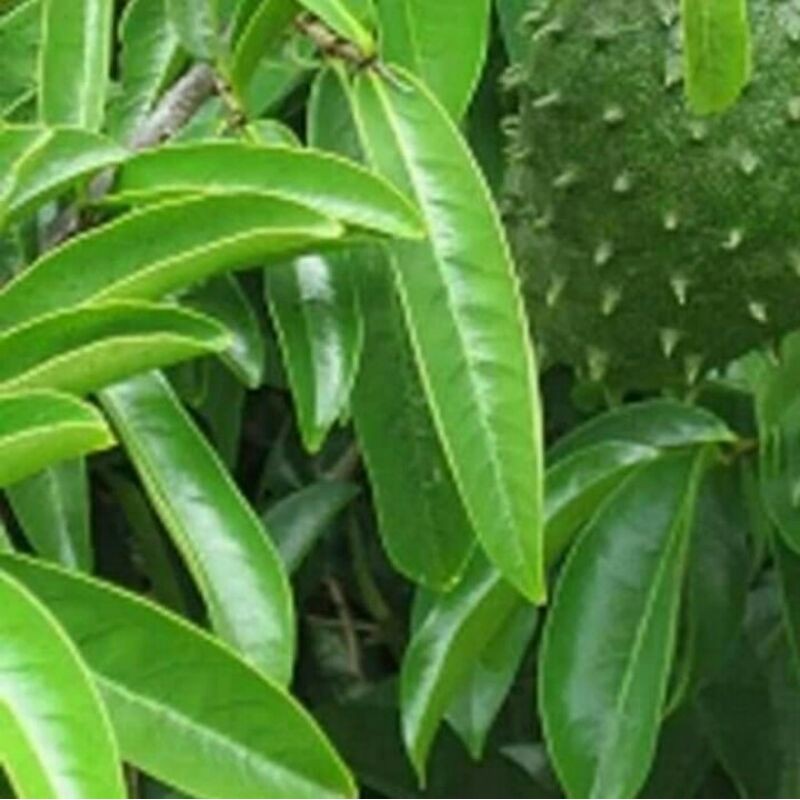 

Daun sirsak 50 lembar anti kanker anti tumor masih segar fresh