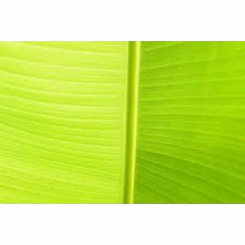 

daun pisang ijaw mudah 5 lembar