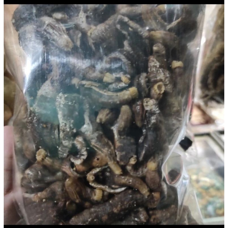 

Teripang 125 gram