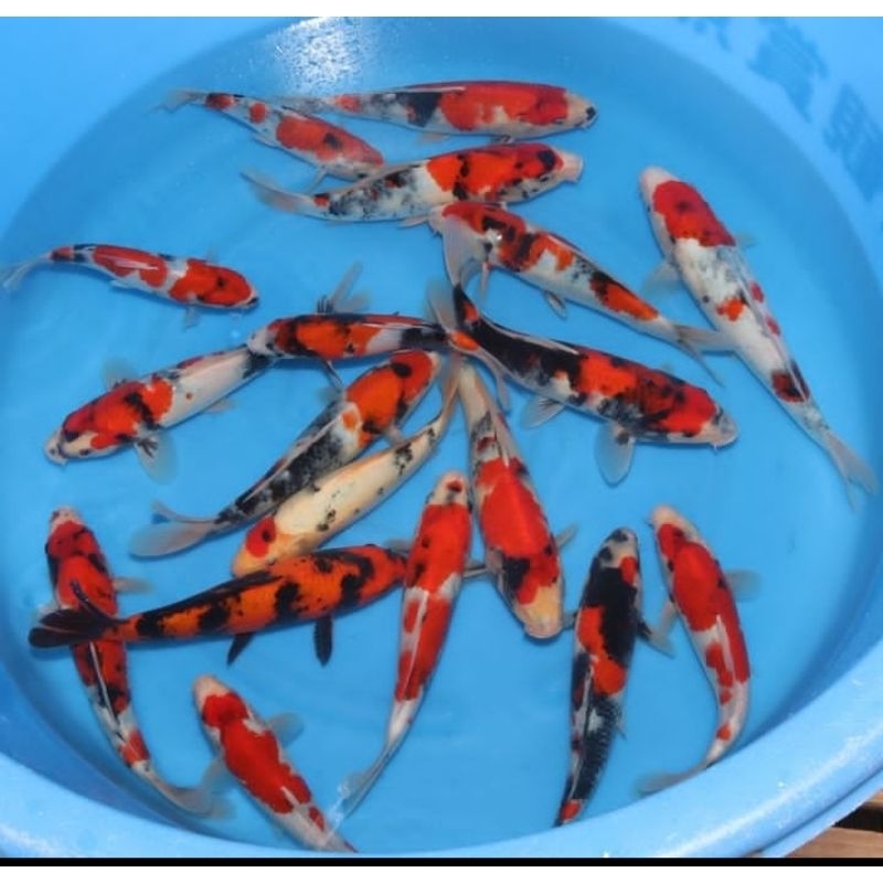 KOI SHOWA SANKE ASLI BLITARAN CM