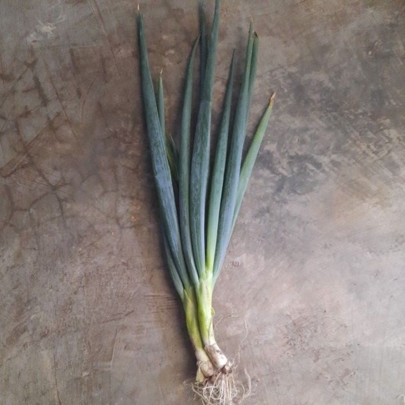 

daun bawang ( pree ) 500 gram