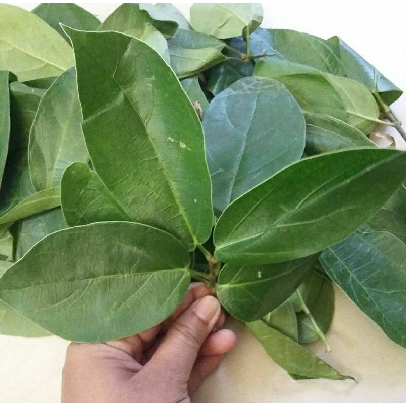 

DAUN CINCAU HIJAU 1KG