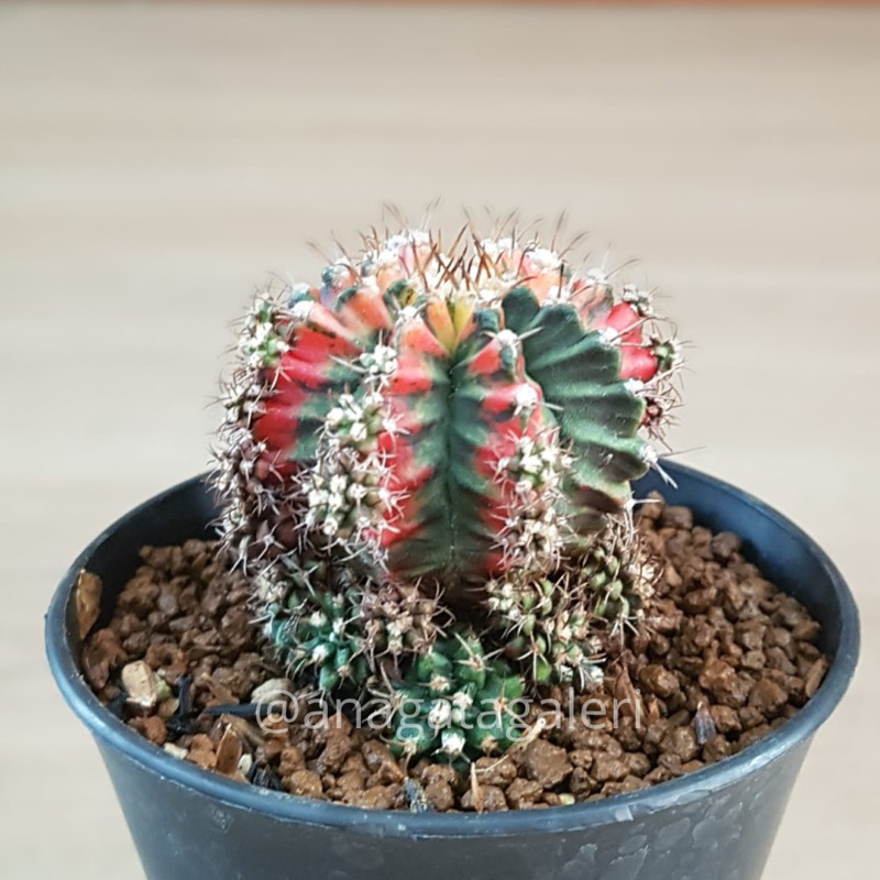 Gymnocalycium Multicolor C | Kaktus Gymno Euphorbia