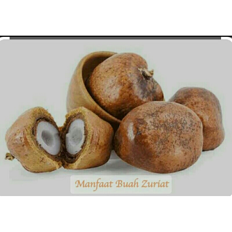 

BUAH ZURIAT UTUH FRESH BUAH ZURIAT/BUAH KETURUNAN