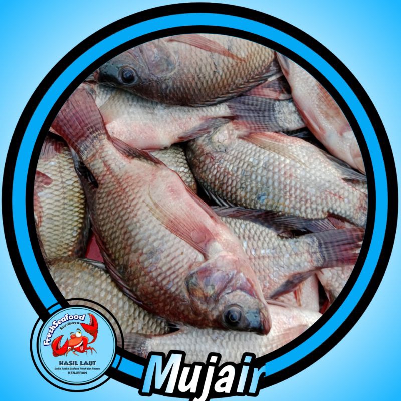 

IKAN MUJAIR JUMBO SEGAR 1 KG