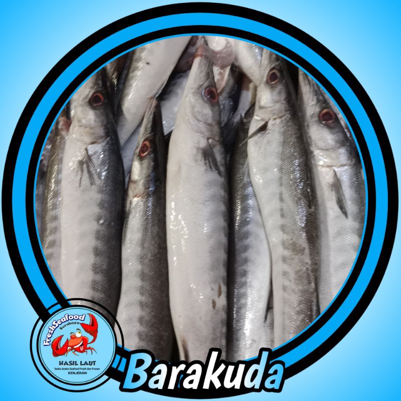

IKAN SUKUN / BARAKUDA HITAM SEGAR 1kg