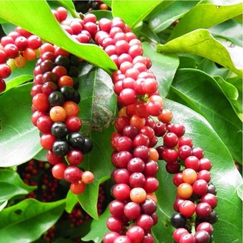 

Big Sale Ramadan Buah Huni Matang-Buah Buni Manis Asam Fresh Segar Dadakan