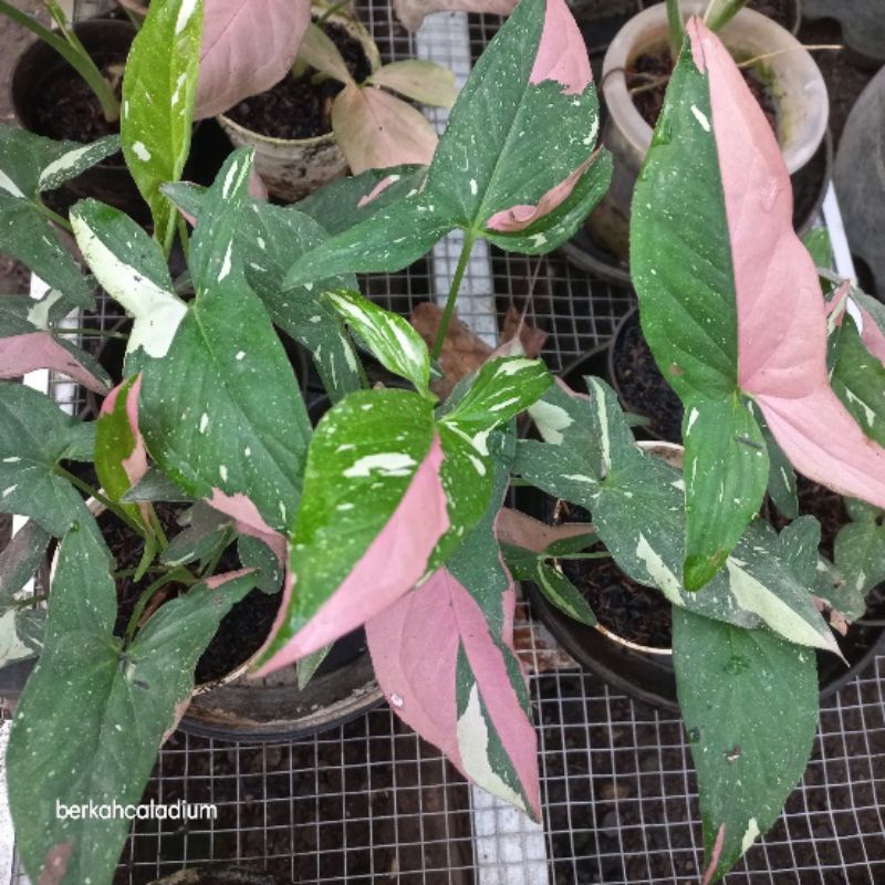 Syngonium Red Spot Tri Color