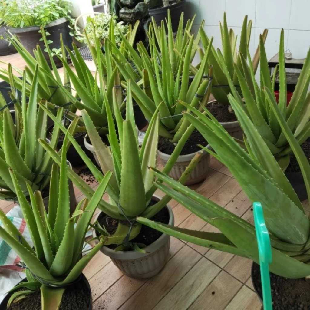 PELEPAH LIDAH BUAYA JUMBO / DAUN LIDAH BUAYA / BIBIT LIDAH BUAYA / MINUMAN LIDAH BUAYA / ALOE KUPAS 
