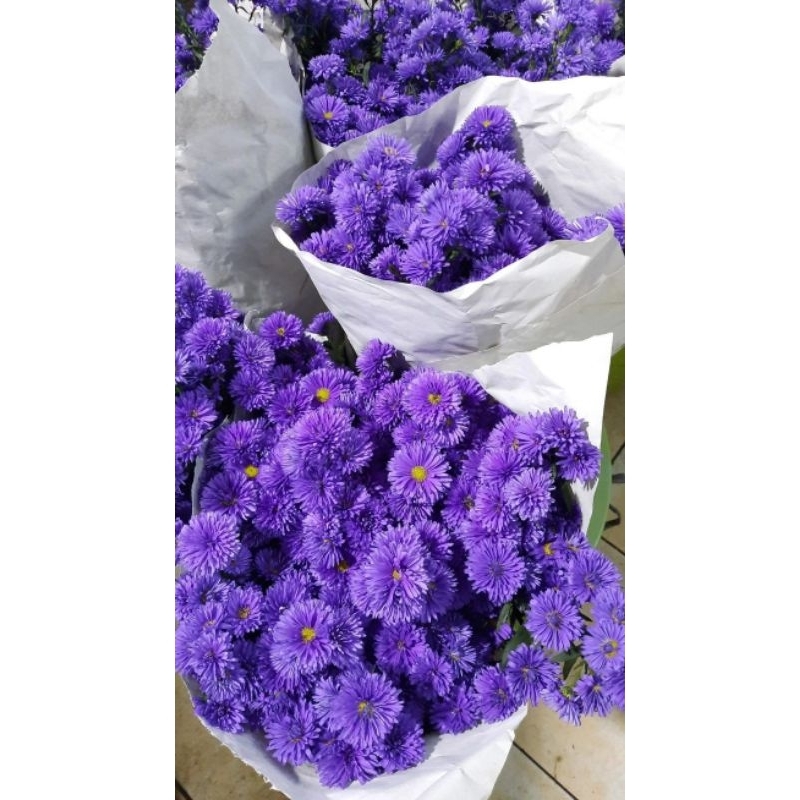 Bunga potong pikok ungu isi (10 batang) - bunga potong lembang- bandung