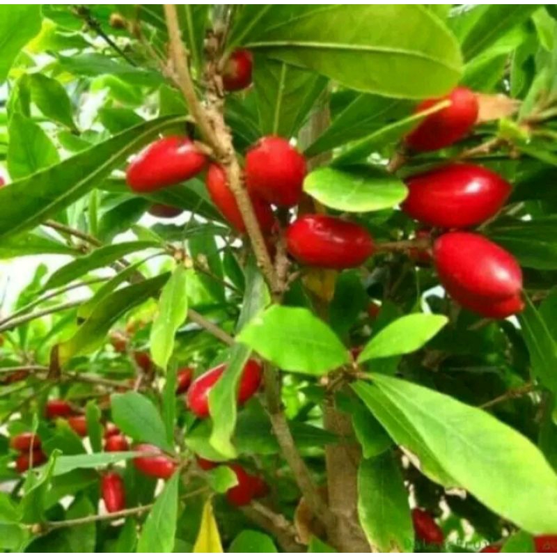 Bibit Buah Ajaib/Miracle Fruit kondisi berbunga