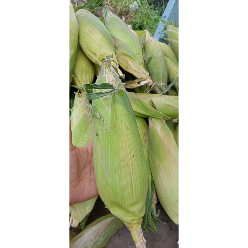 

jagung manis hawai kupas kulit fresh 1kg