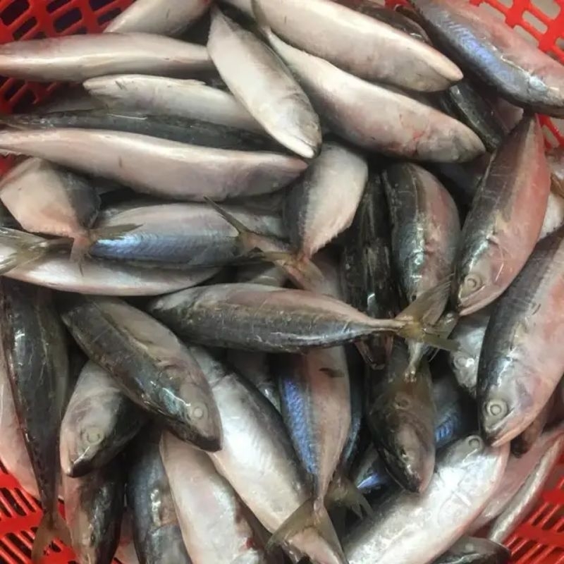 

Ikan Kembung Banjar Super