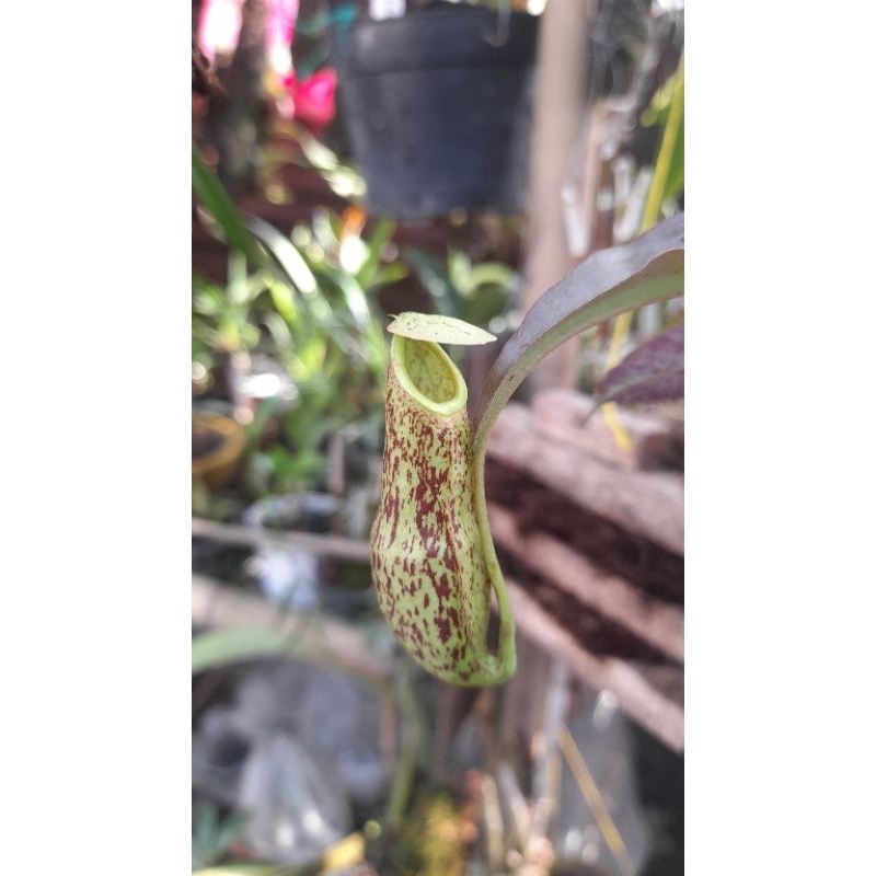 Tumbuhan Karnivora (Nepenthes)