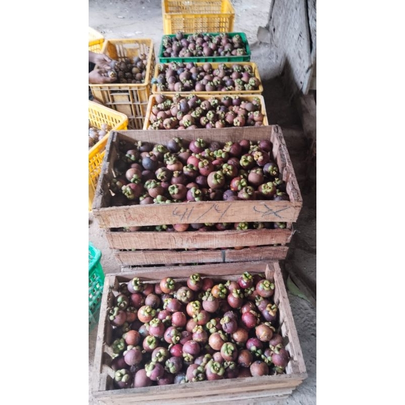 

Buah Manggis Berat 1kg